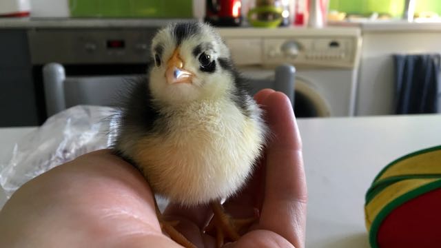 Anka : Baby chick standing in a person's hand