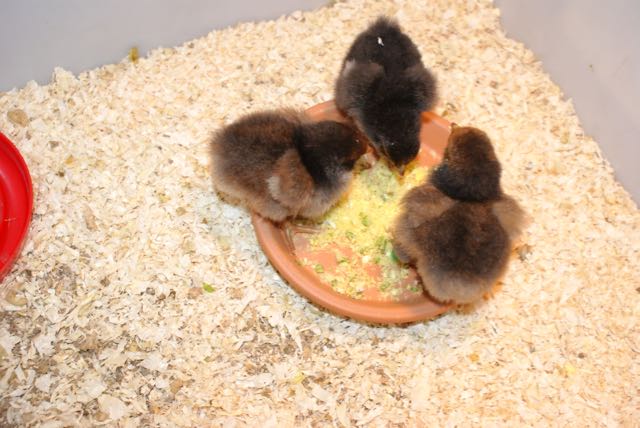 Three baby chicks eating homemade mash on a plate.