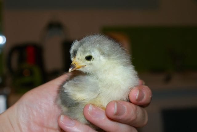 Grey and yellow baby chick held up in a person's hand