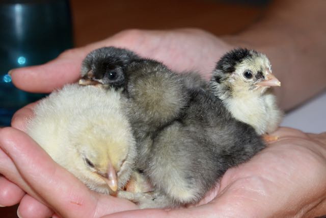 Group of 4 baby chicks in the hand