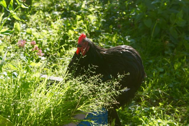 Anka : the black bantam orpginton rooster