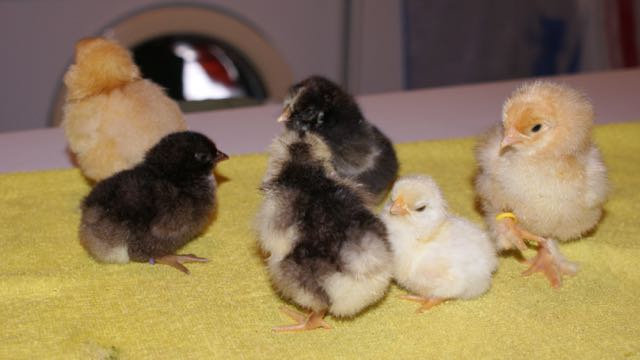 Group of 6 baby chicks on a table