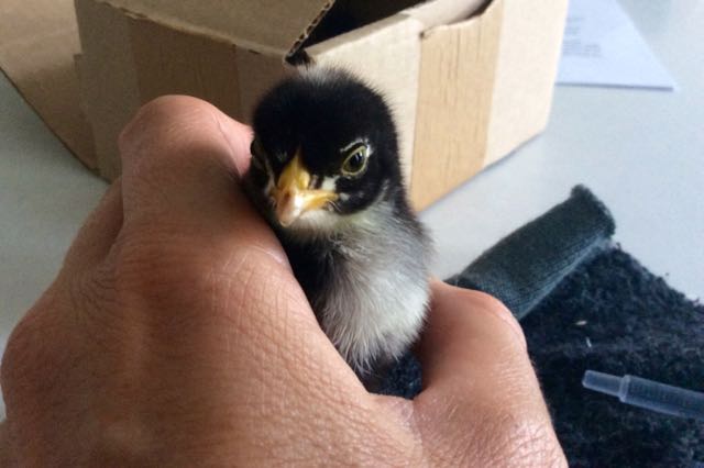 Baby chick held in a hand
