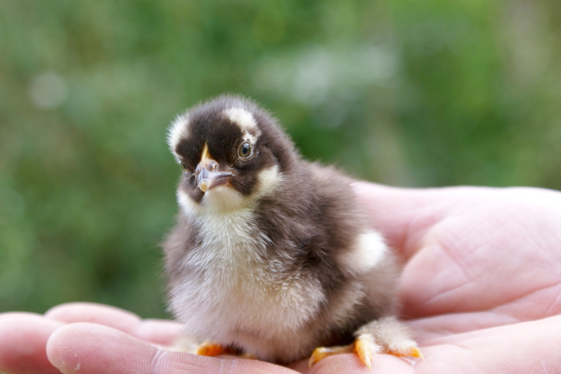 Brown baby chick