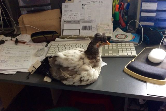 Small pullet on a desk