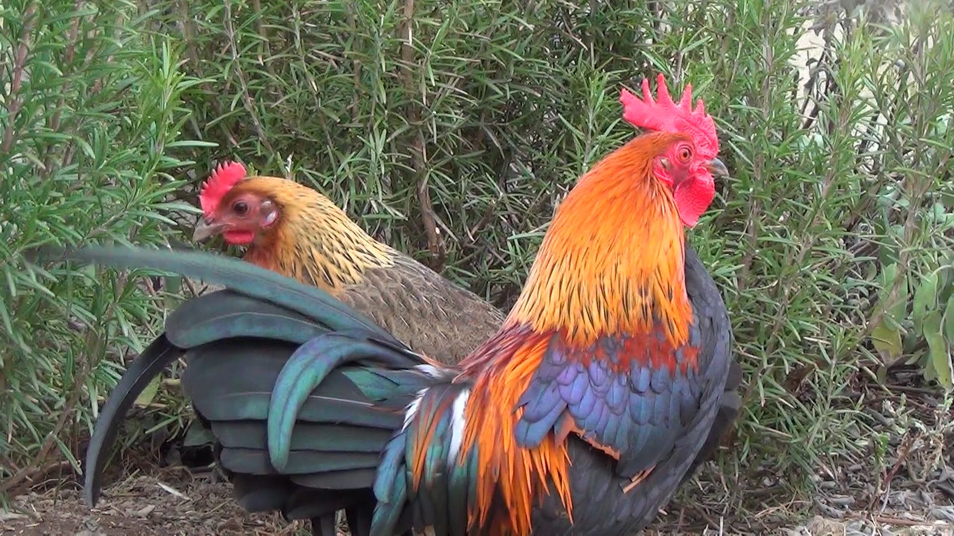 A rooster and a hen ardennaise