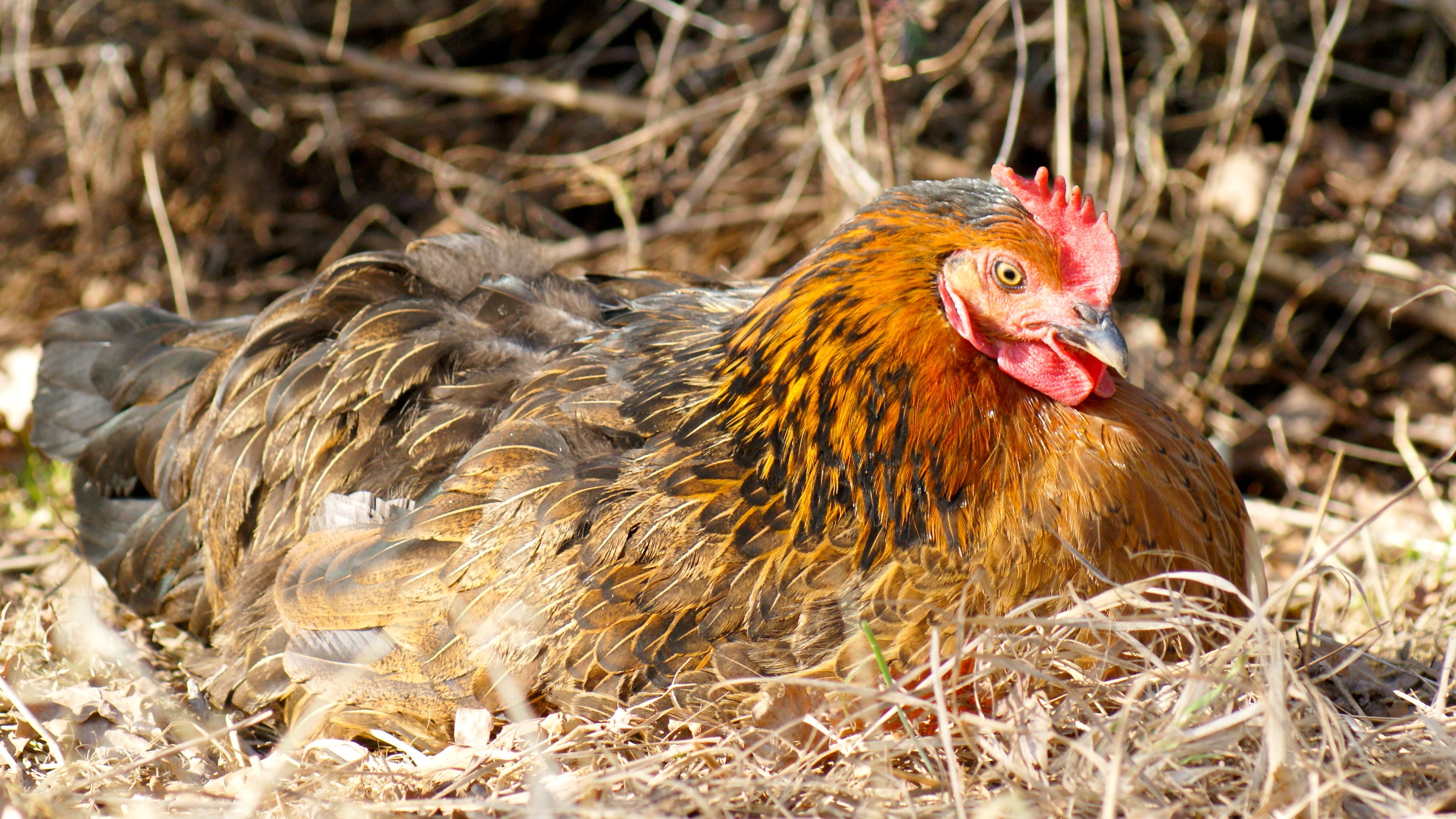 Hen lying in the grass