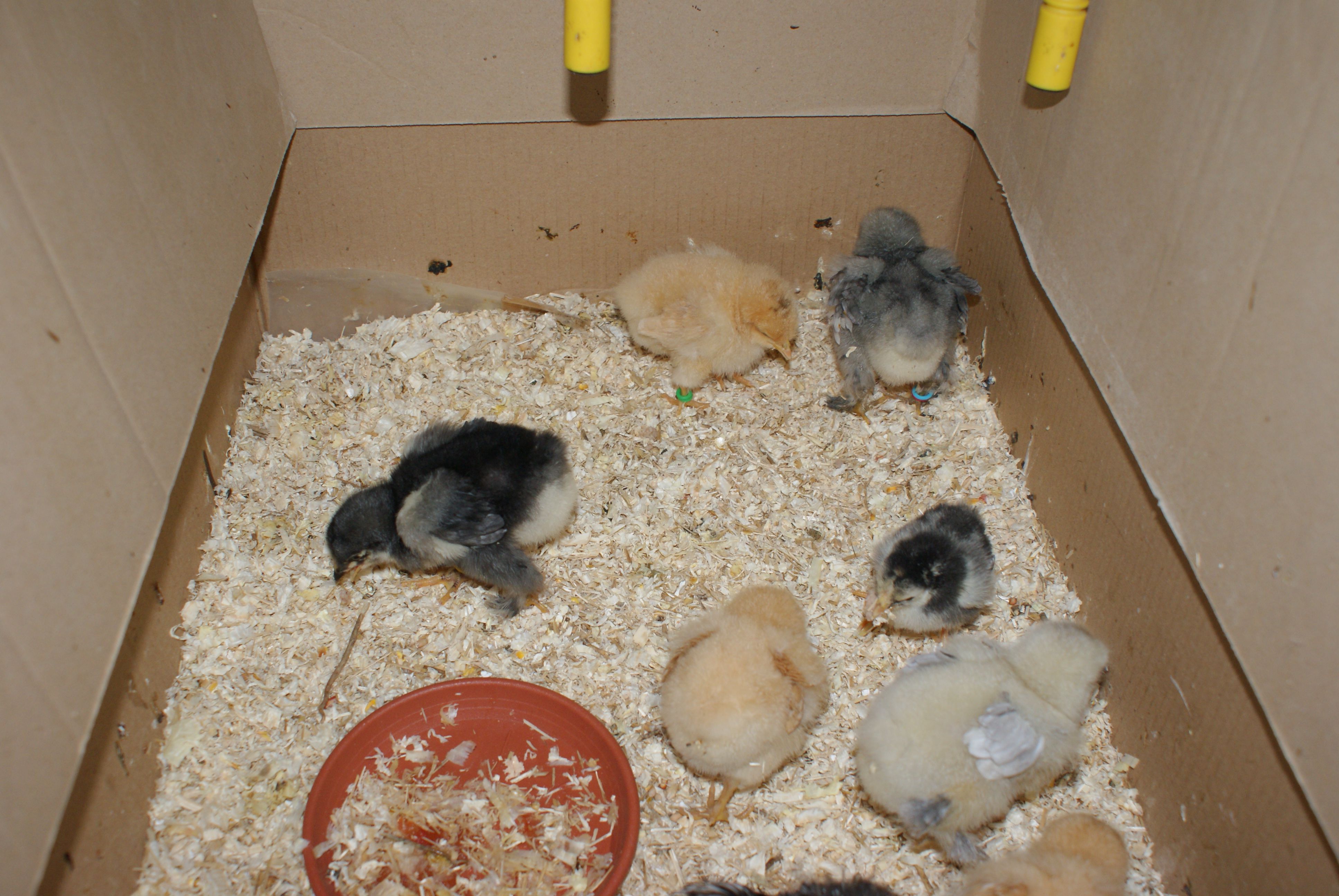 Baby chicks in a cardboard brooder