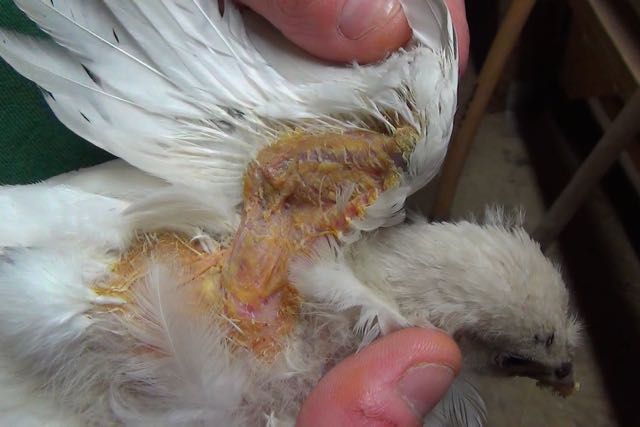 Skin lesions on a chick's wing and body