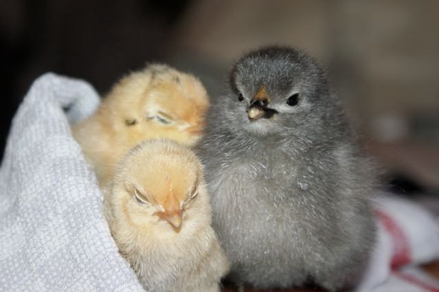Grey chick with two yellow chicks