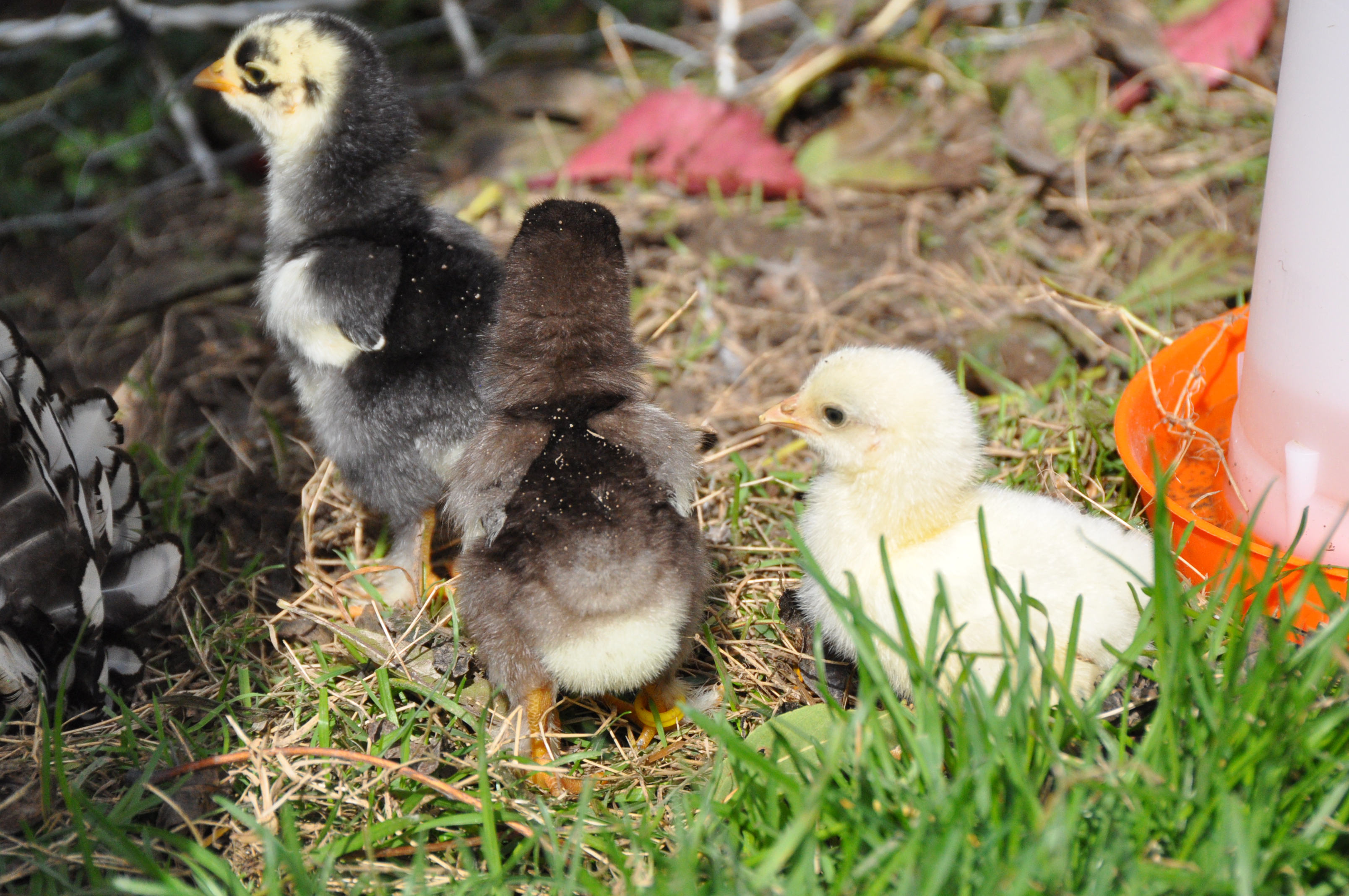 Baby chicks out in the sun