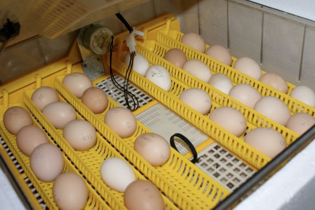 Fertilized eggs in an incubator
